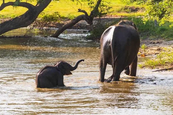 Dieren spotten op safari