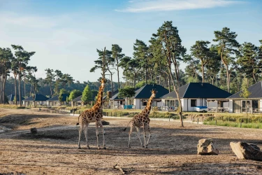 Twee giraffen wandelen op de savanne voor de luxe lodges van Safari Resort Beekse Bergen