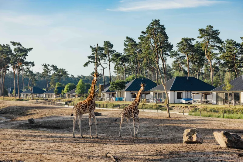 Twee giraffen wandelen op de savanne voor de luxe lodges van Safari Resort Beekse Bergen
