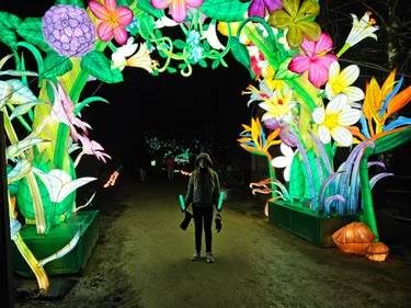 Beleef de magie van Light Safari Beekse Bergen