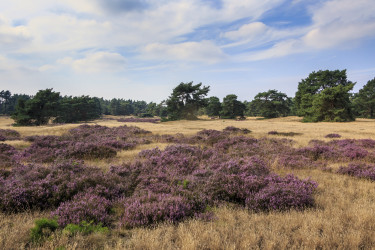 Veluwe