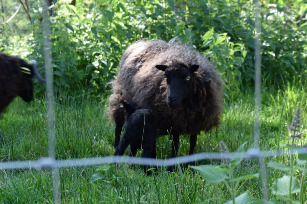 La Ferme de Penquelen