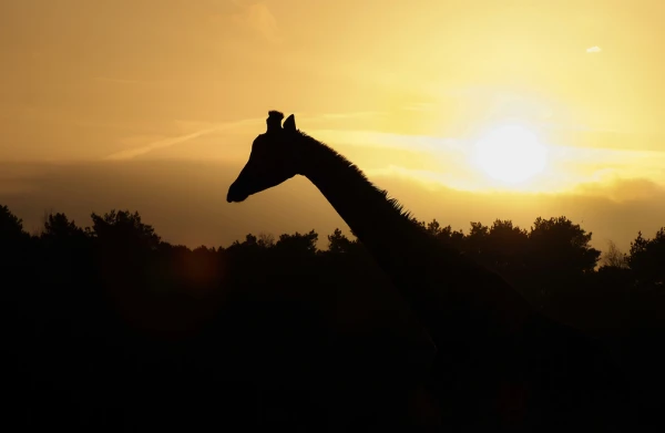 silhouet van een giraffe tegen een oranje zonsondergang in Safaripark Beekse Bergen