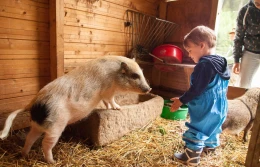Een jong kind aait een lief biggetje in de boerderijstal van Hilserhof, een onvergetelijke boerderijervaring voor kinderen.