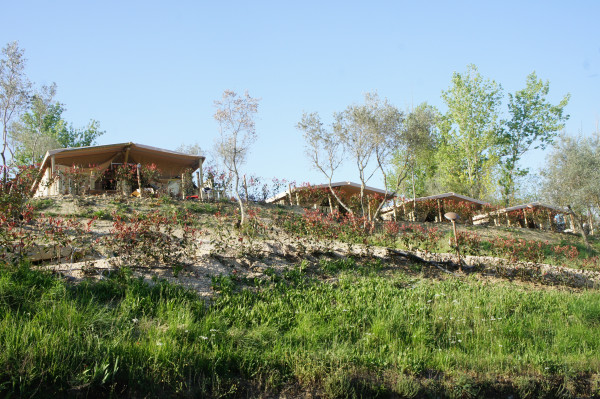 norcenni-girasole (4).jpg