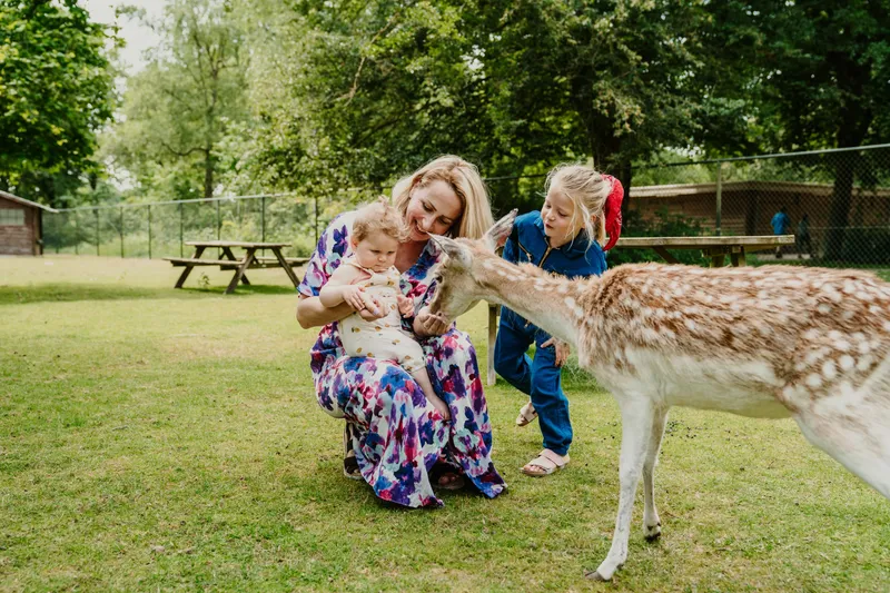Vrouw en kinderen voeren loslopend hert in Vakantiepark Dierenbos