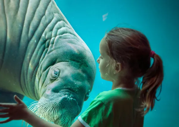 Zwem als een dolfijn in de VR SEAxperience