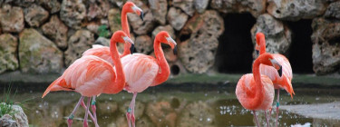 Leukste dierenparken Mallorca