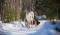 Winter in Lapland met kinderen