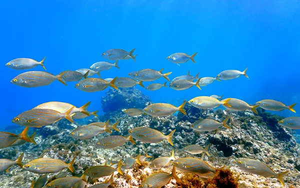 Snorkelen Gran Canaria
