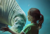 recently watched image