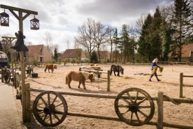 Overzicht van de bedrijvigheid op de Ponyranch van Landal het Land van Bartje, waar pony's in de bak lopen en kinderen toekijken en helpen met voeren.
