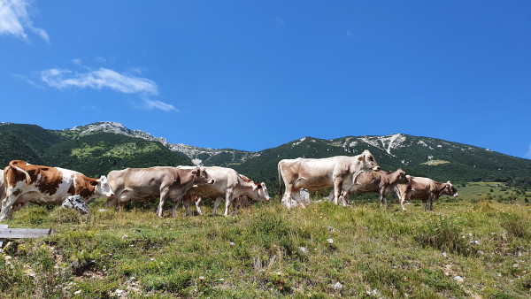 Gardameer met kinderen