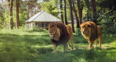 Twee indrukwekkende leeuwen lopen door het gras met op de achtergrond een lodge voor een unieke overnachting in Safari Resort Beekse Bergen