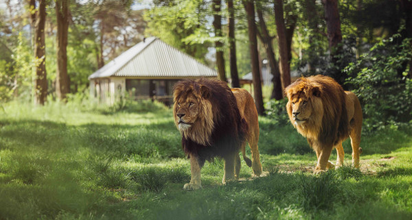 Twee indrukwekkende leeuwen lopen door het gras met op de achtergrond een lodge voor een unieke overnachting in Safari Resort Beekse Bergen