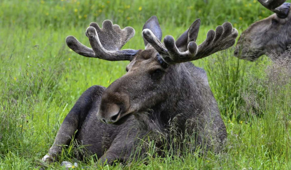 Meivakantie in Dalarna