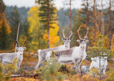 15-daagse rondreis Pekka