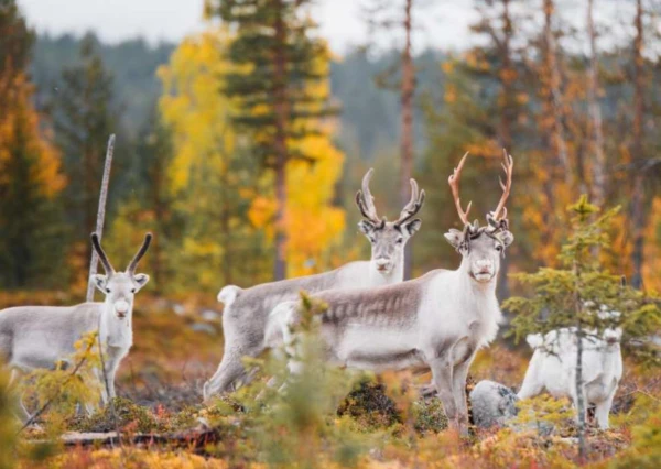 15-daagse rondreis Pekka