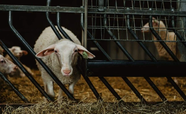 BoerenBed De Zeekraal 