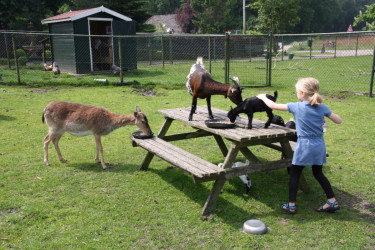 camping-de-bosrand (9).jpg