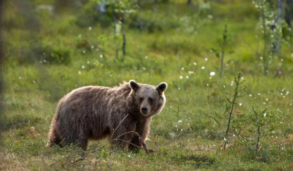 Buro Scanbrit rondreis Zweden