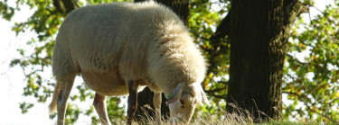 De leukste activiteiten Gelderland in de Herfstvakantie