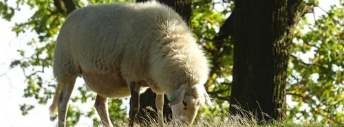 De leukste activiteiten Gelderland in de Herfstvakantie