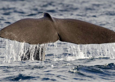 15-daagse rondreis Pekka