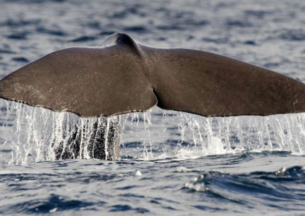 15-daagse rondreis Pekka