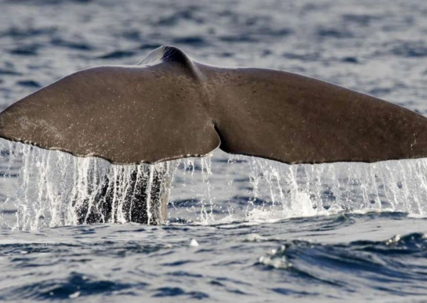 15-daagse rondreis Pekka