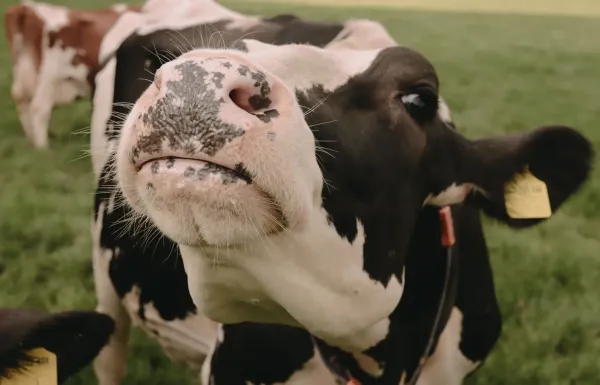 BoerenBed De Oude Melkstal