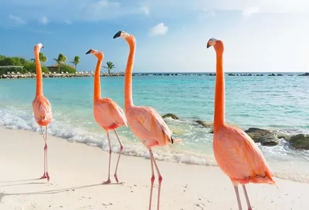 Bonaire in de winter 