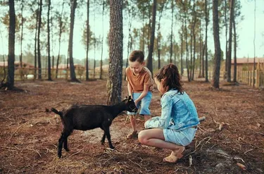 Les Landes de Gascogne