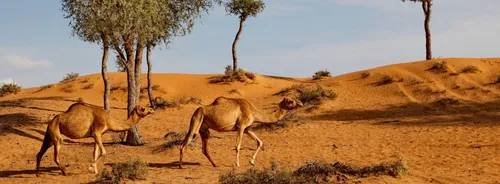 Hier moet je zijn in de Ras Al Khaimah woestijn!