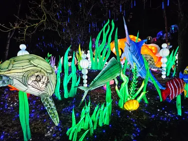 Beleef de magie van Light Safari Beekse Bergen