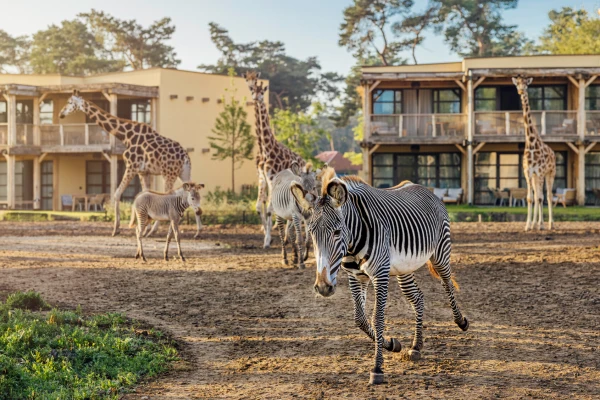 Een zebra rent over de vlakte met giraffen en een zebra veulen voor de lodges van Safari Hotel Beekse Bergen