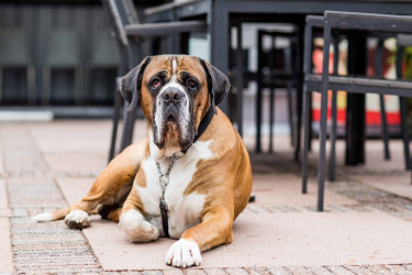 Bospark Ede (16).jpg