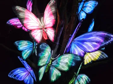 Beleef de magie van Light Safari Beekse Bergen