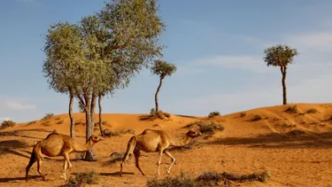 Bedouin Oasis Desert Camp
