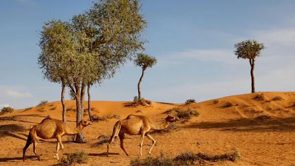 Bedouin Oasis Desert Camp