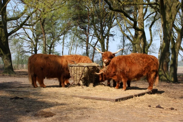 Safari Resort Beekse Bergen