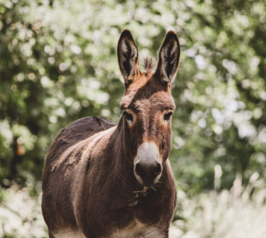 BoerenBed Hoeve Brugge