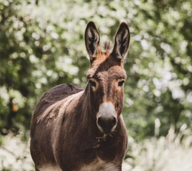 BoerenBed Hoeve Brugge