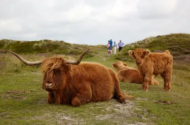 Camping Loodsmansduin