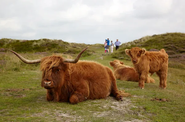 Camping Loodsmansduin