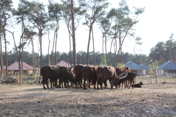 Safari Resort Beekse Bergen