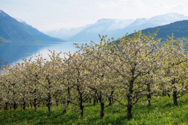 Rondreis Noorwegen met kinderen