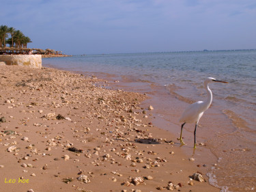 Hotel Arabella Azur Resort