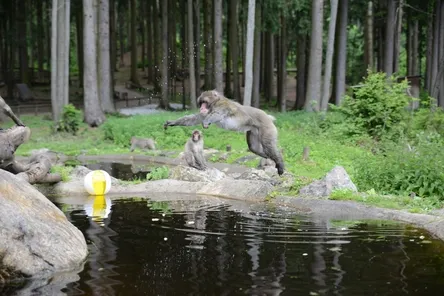 Dierenpret en attractiefun