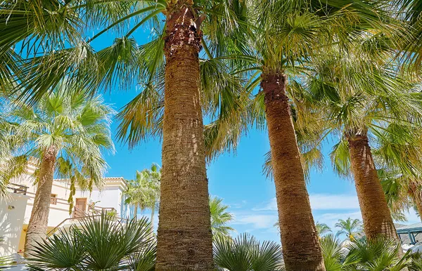 Grecotel Marine Palace & Aquapark